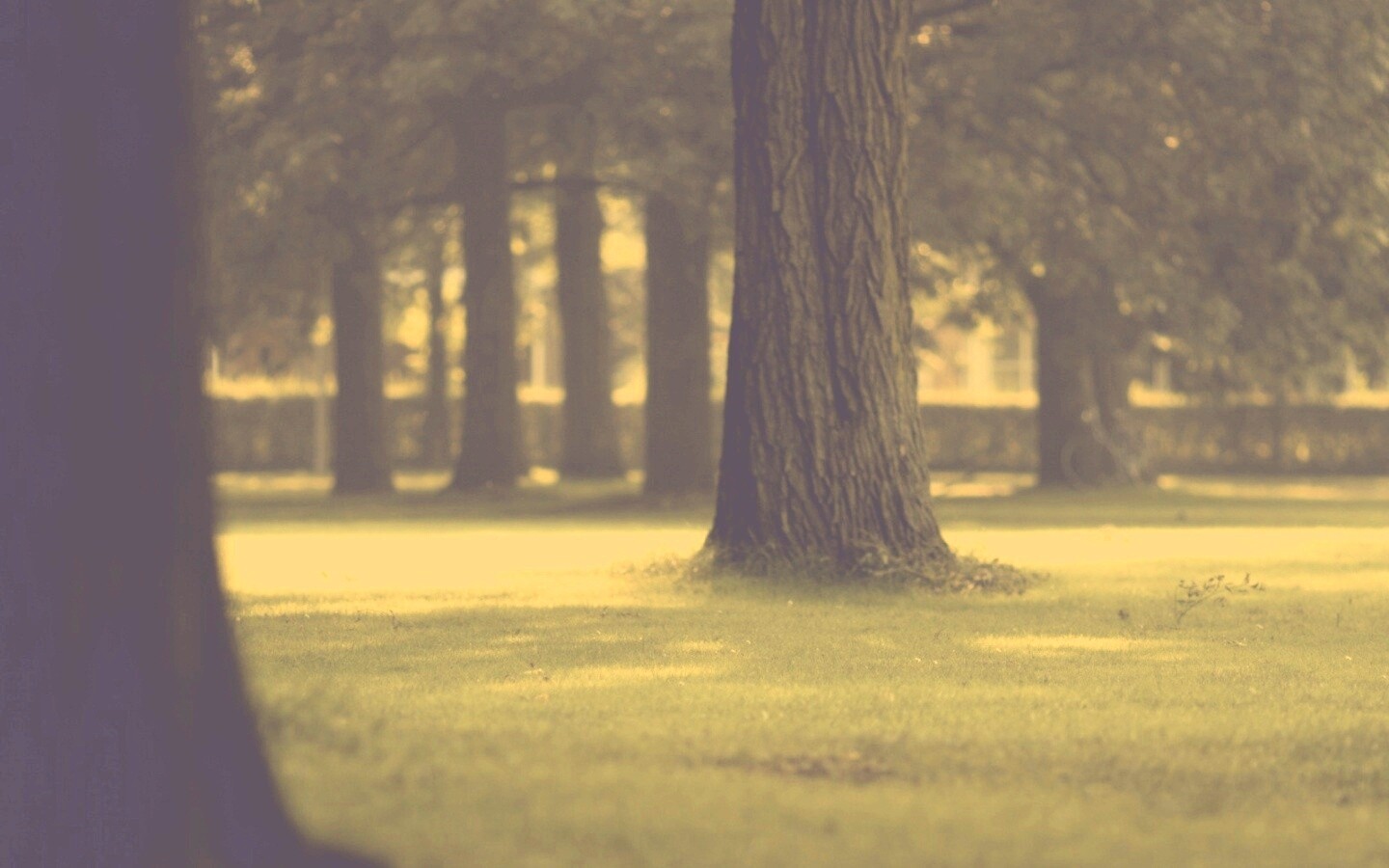 Ствол дерева обои