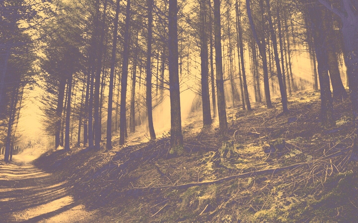 Лесная дорога обои