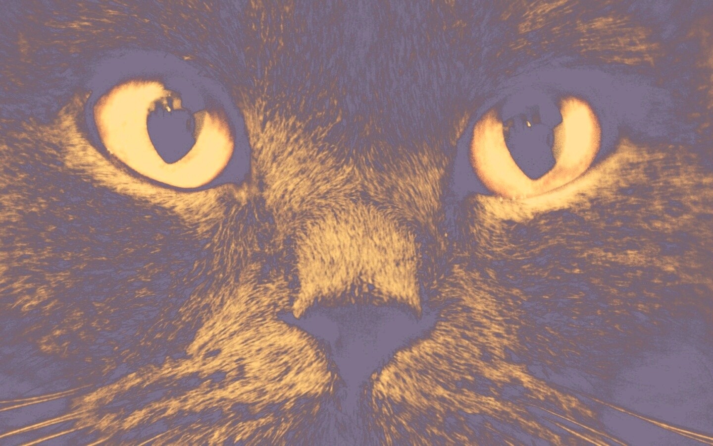 Черный кот с оранжевыми глазами обои