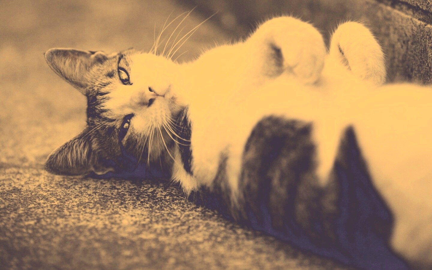 Кот лежит на спине обои