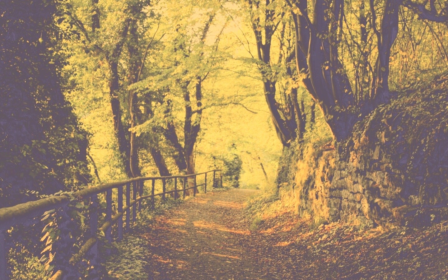 Лесная дорожка обои