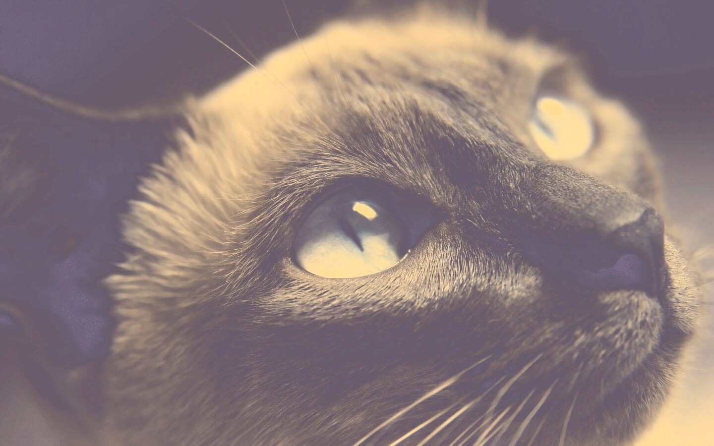 Кот с голубыми глазами обои