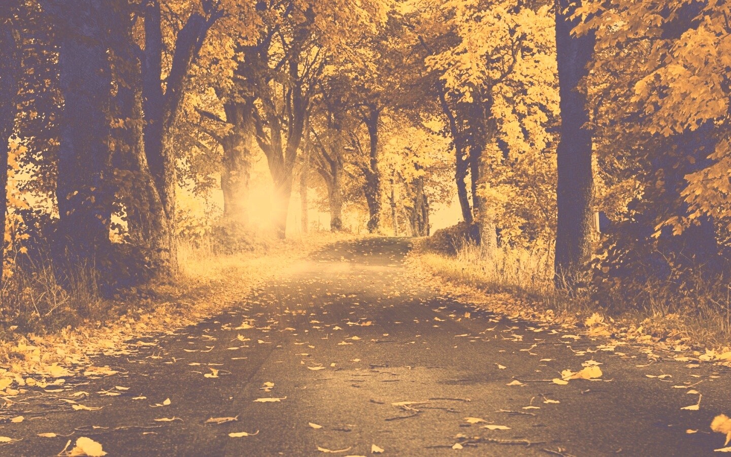 Дорога в осеннем парке обои