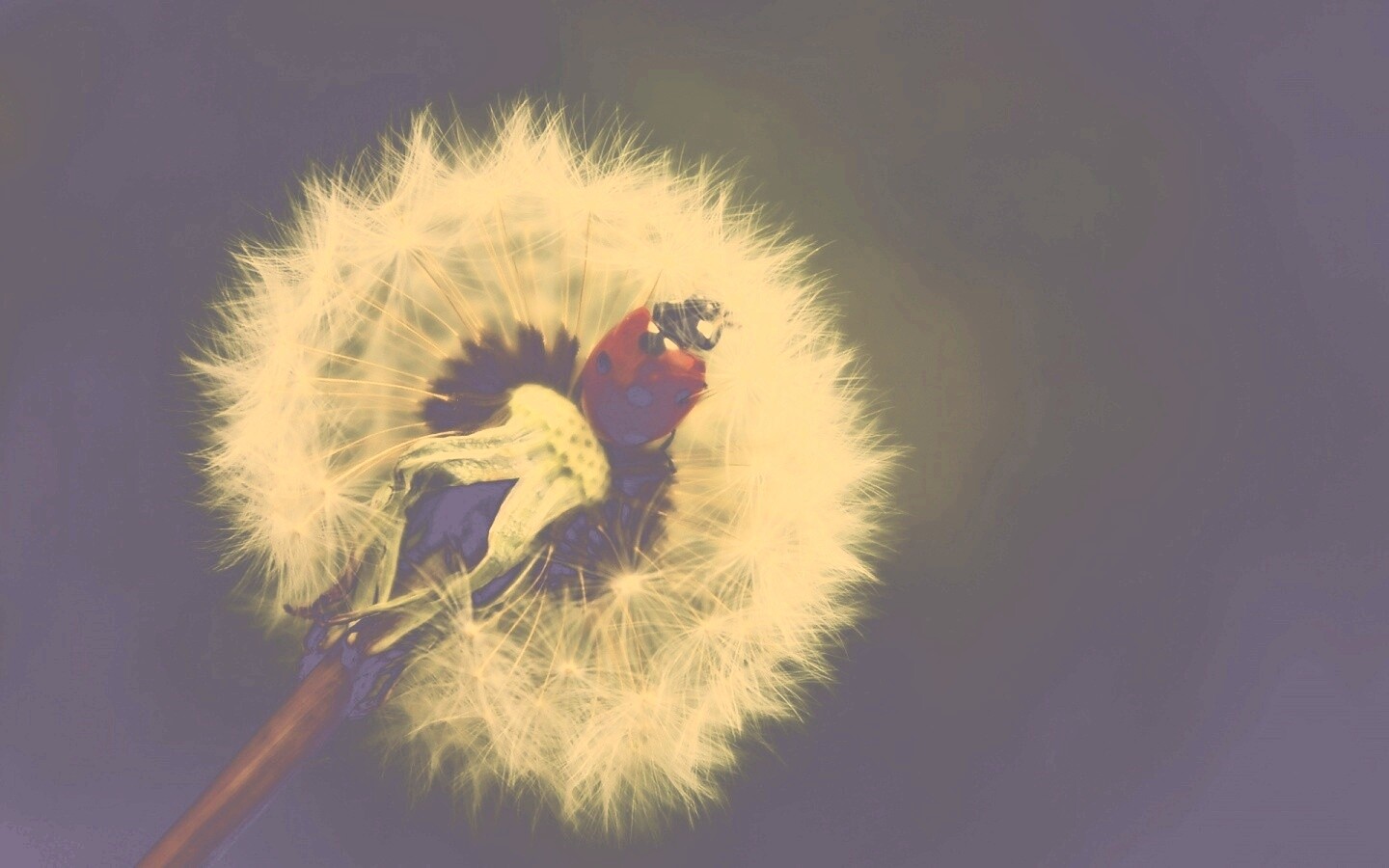 Божья коровка на одуванчике обои