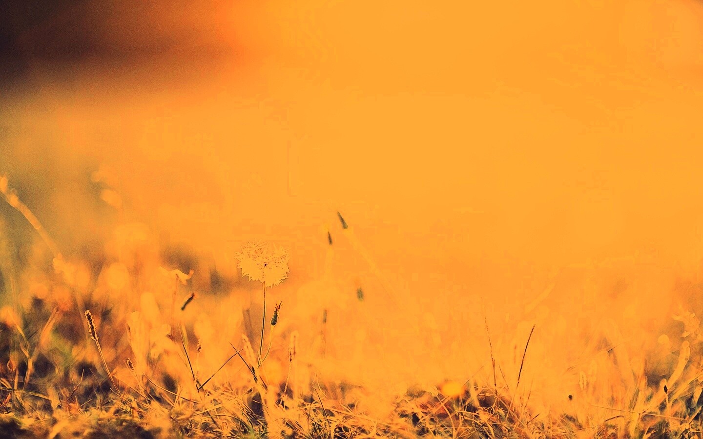 Летняя трава обои