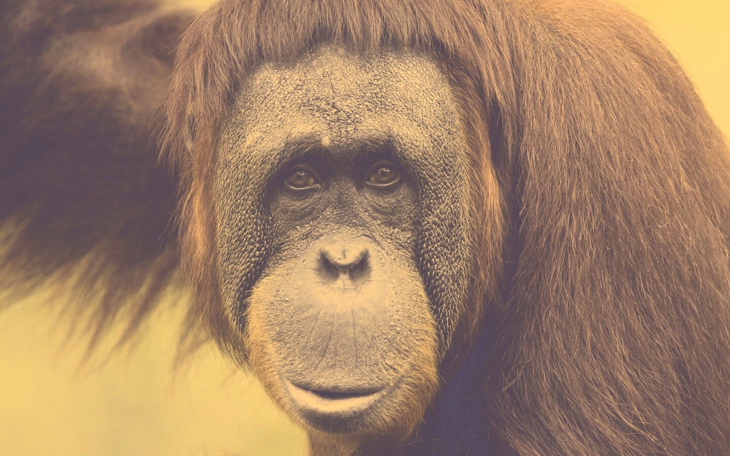 Орангутан обои