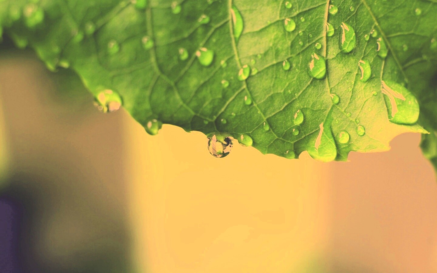 Роса на листе в макро обои