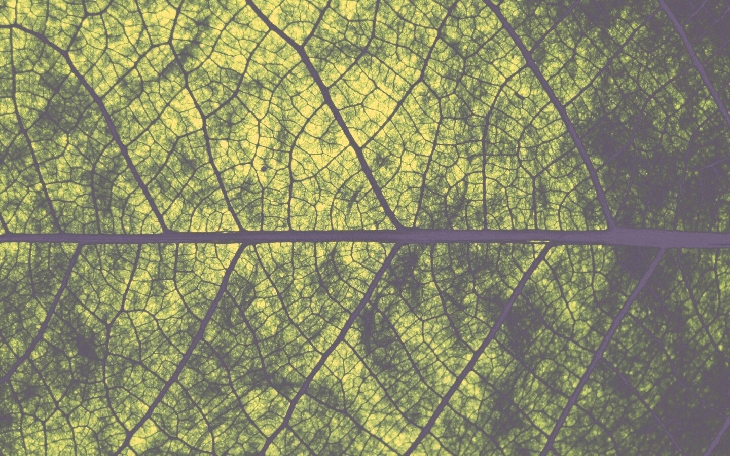 Свечение зеленого листа в макро обои