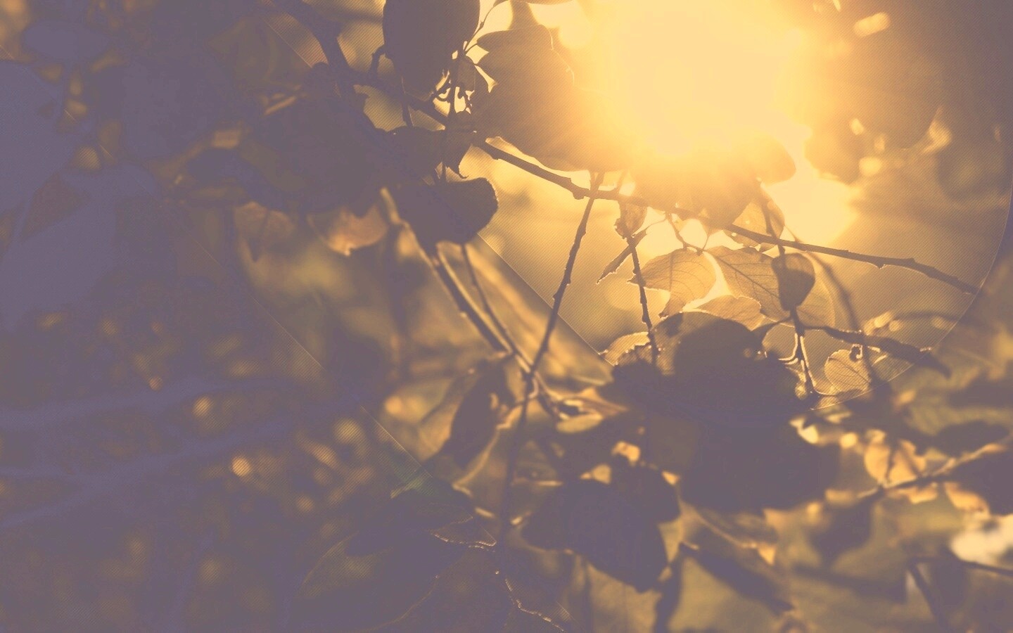 Солнце пробивается сквозь листву обои