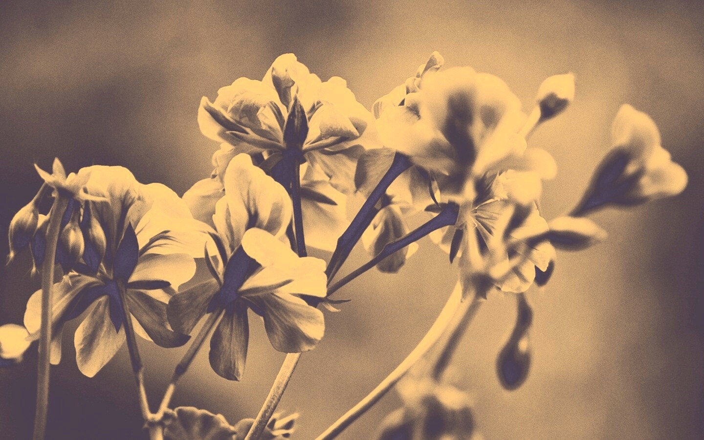 Чёрно-белое фото цветов обои