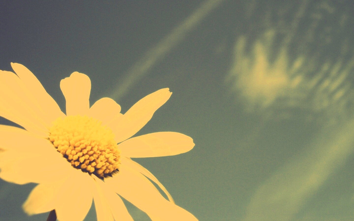 Ромашка на фоне синего неба обои