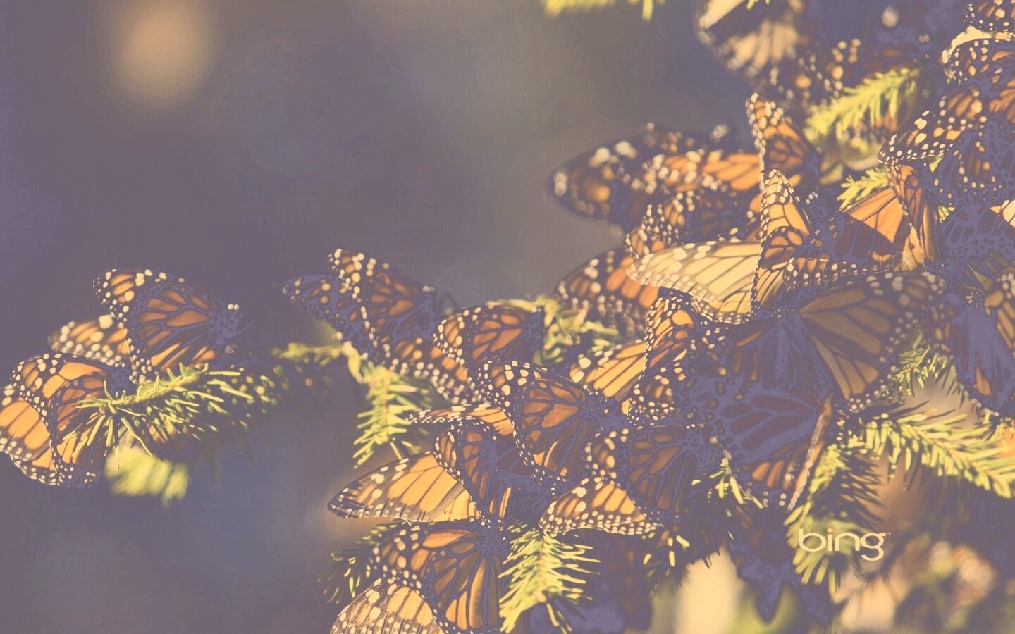 Бабочки облепили ёлку обои