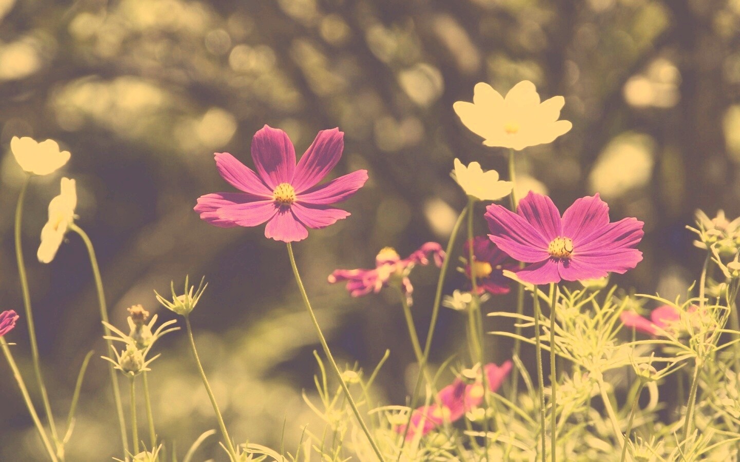 Белые и розовые цветочки обои