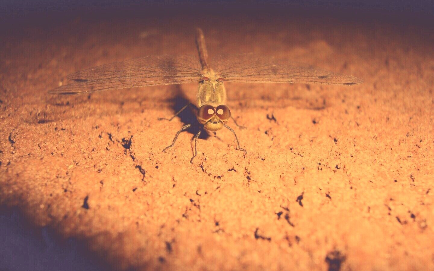 Стрекоза обои