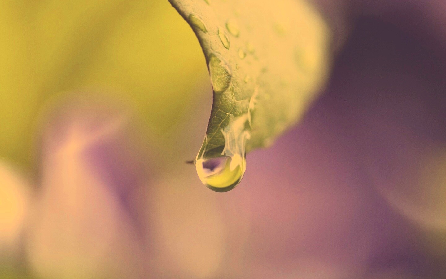 Капля на листе обои