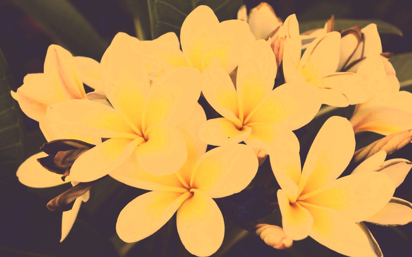 Прекрасные цветы обои