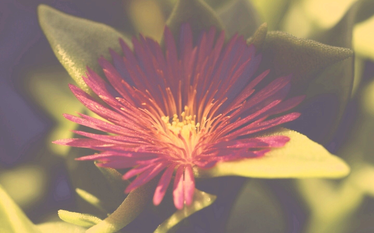 Чудесный цветок обои