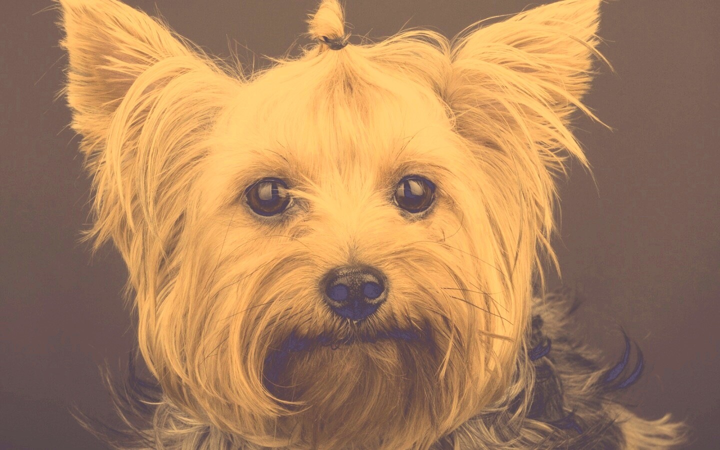 Йоркширский терьер обои