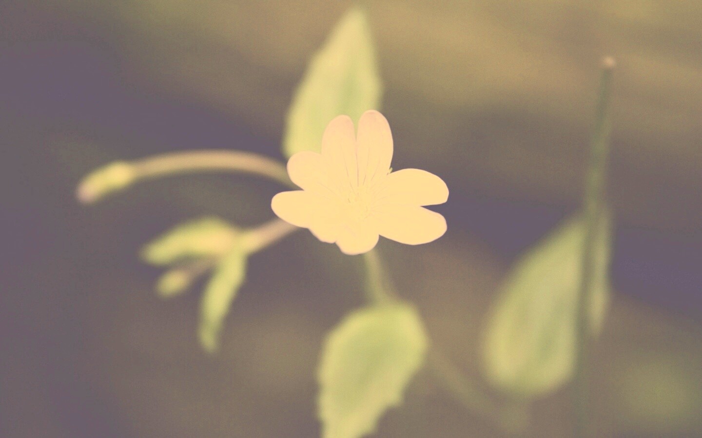 Маленький цветок в макро обои