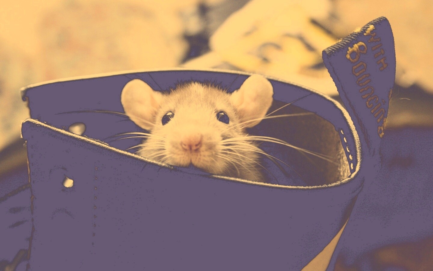 Мышонок выглядывает из ботинка обои