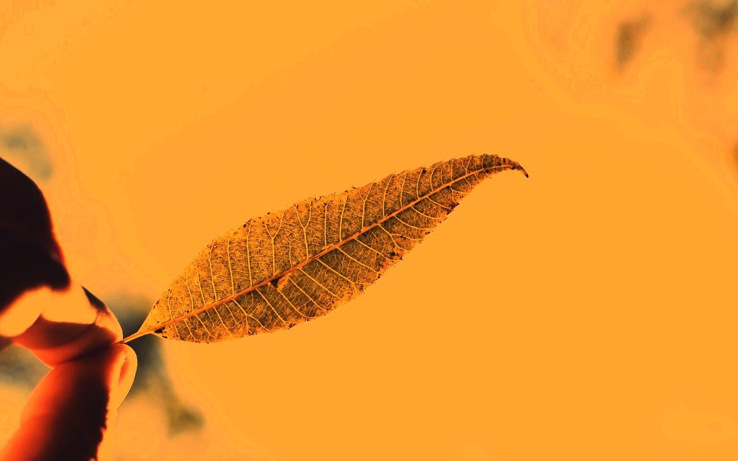 Листик в пальцах обои