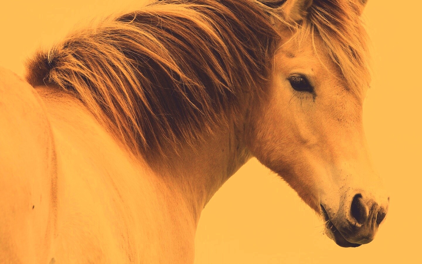 Гривастый конь обои
