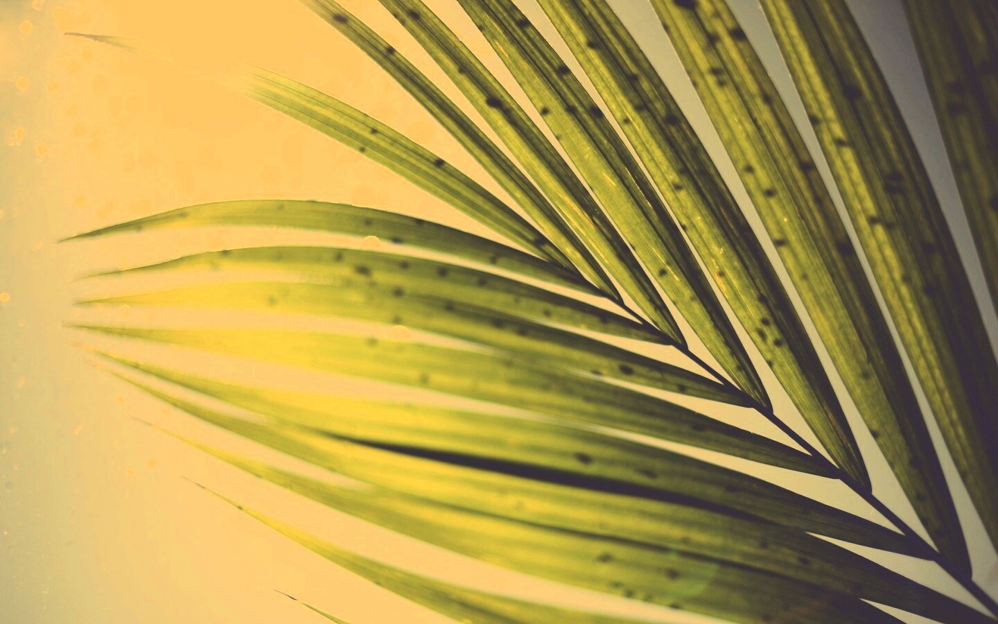 Солнце просвечивает сквозь пальмовый лист обои