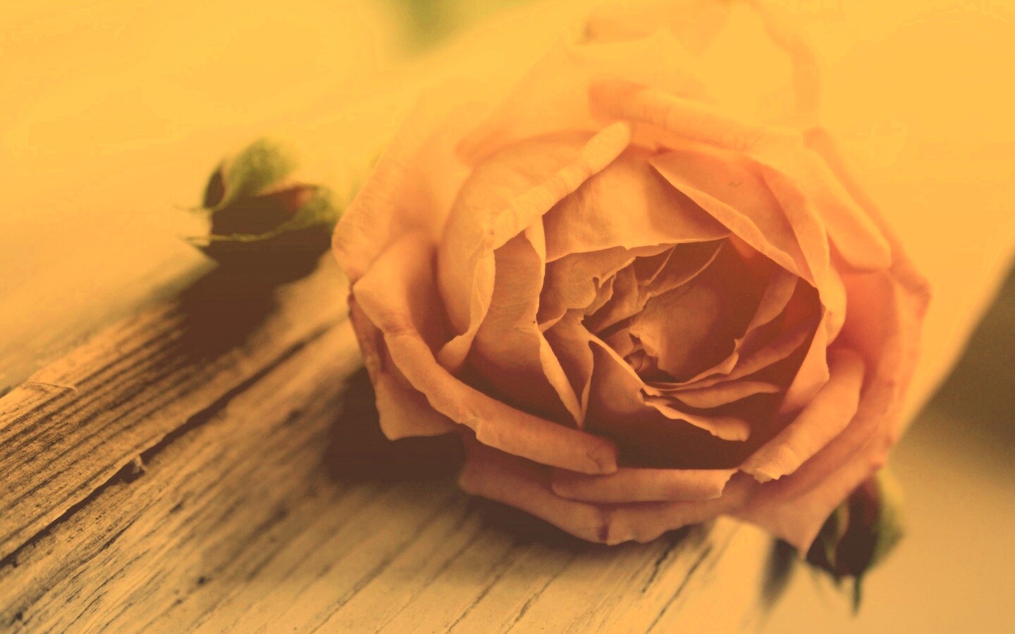 Бутон нежной розы обои