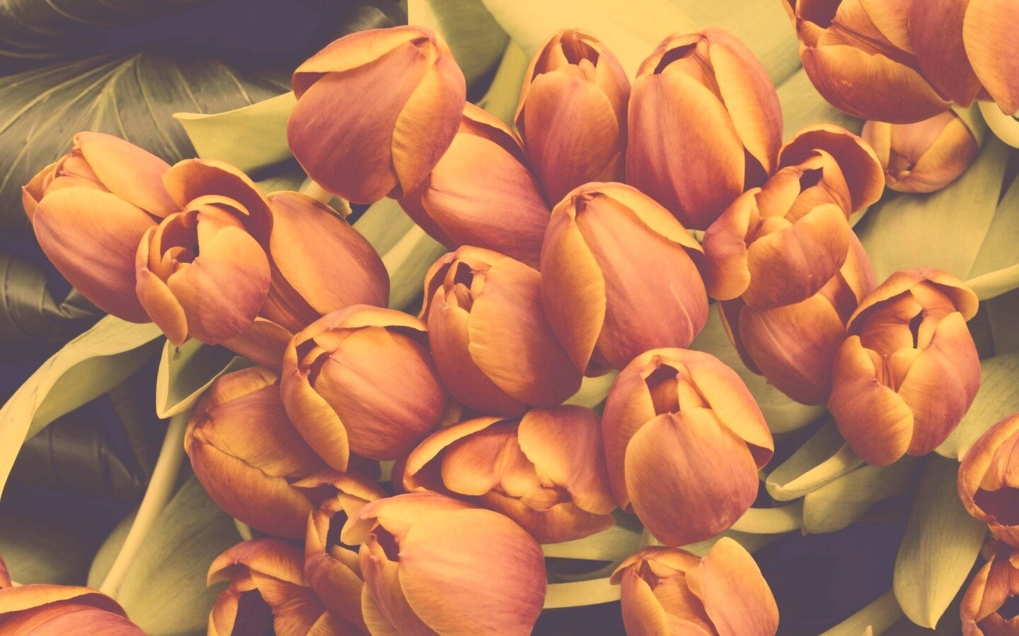 Букет красных тюльпанов обои