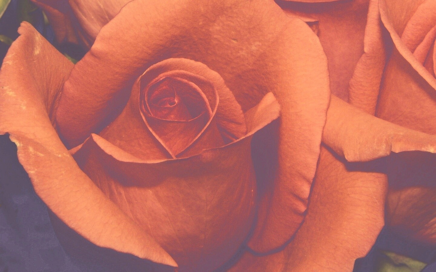 Бутон розы обои