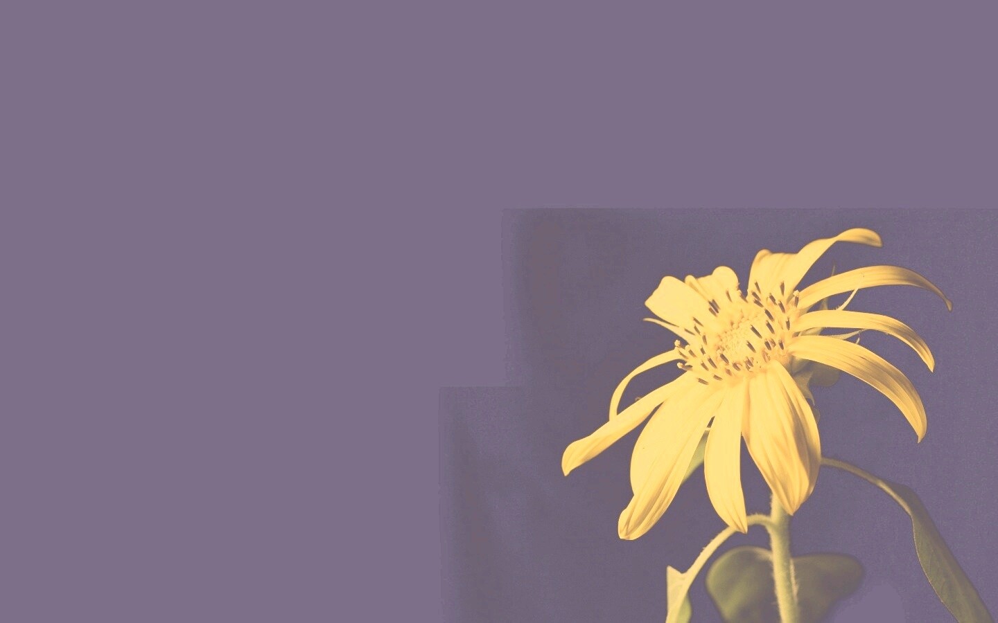 Жёлтый цветок на чёрном фоне обои