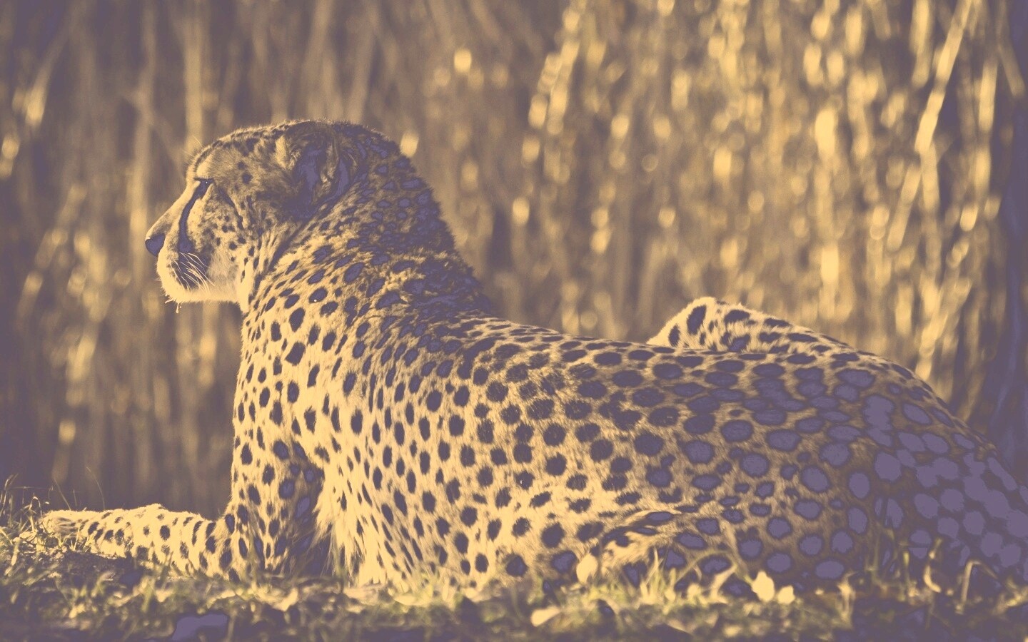 Гепард обои