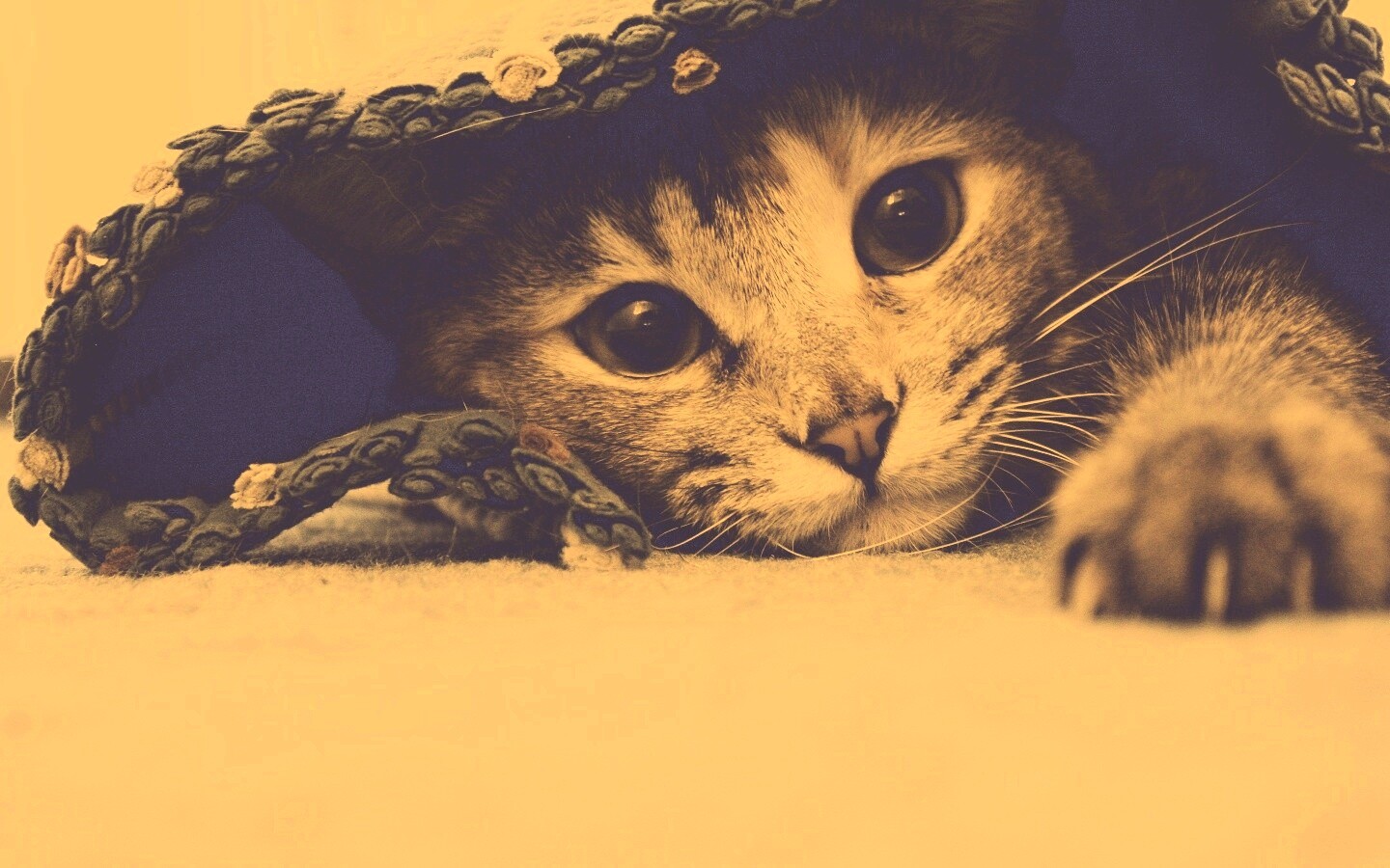 Кот под ковриком обои