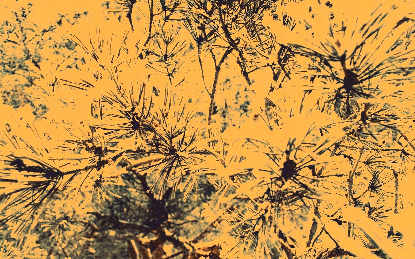 Фото сосны обои