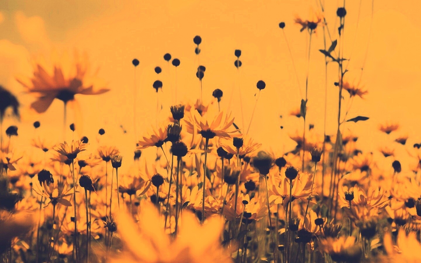 Полевые цветы летом обои