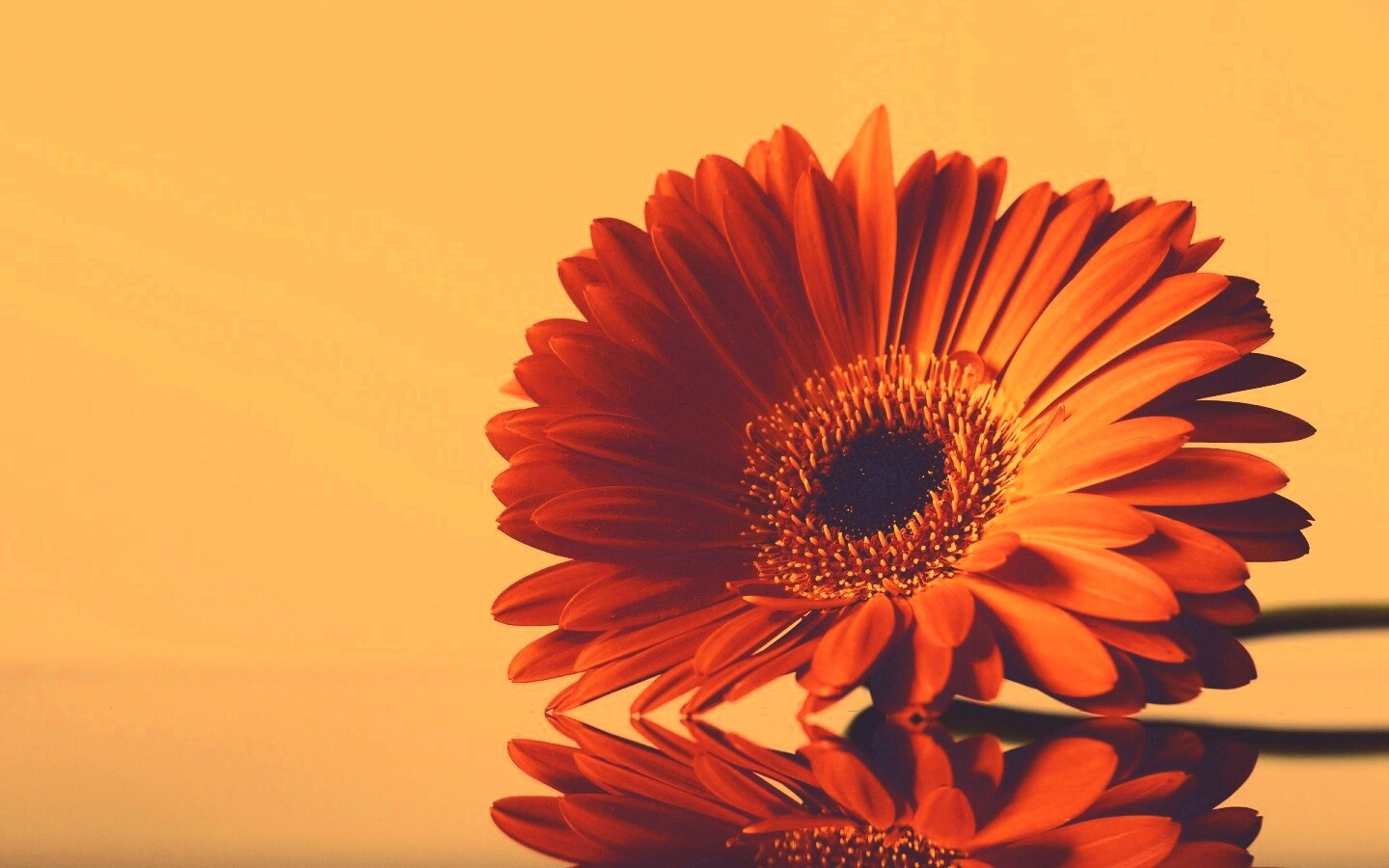 Гербер на стекле обои