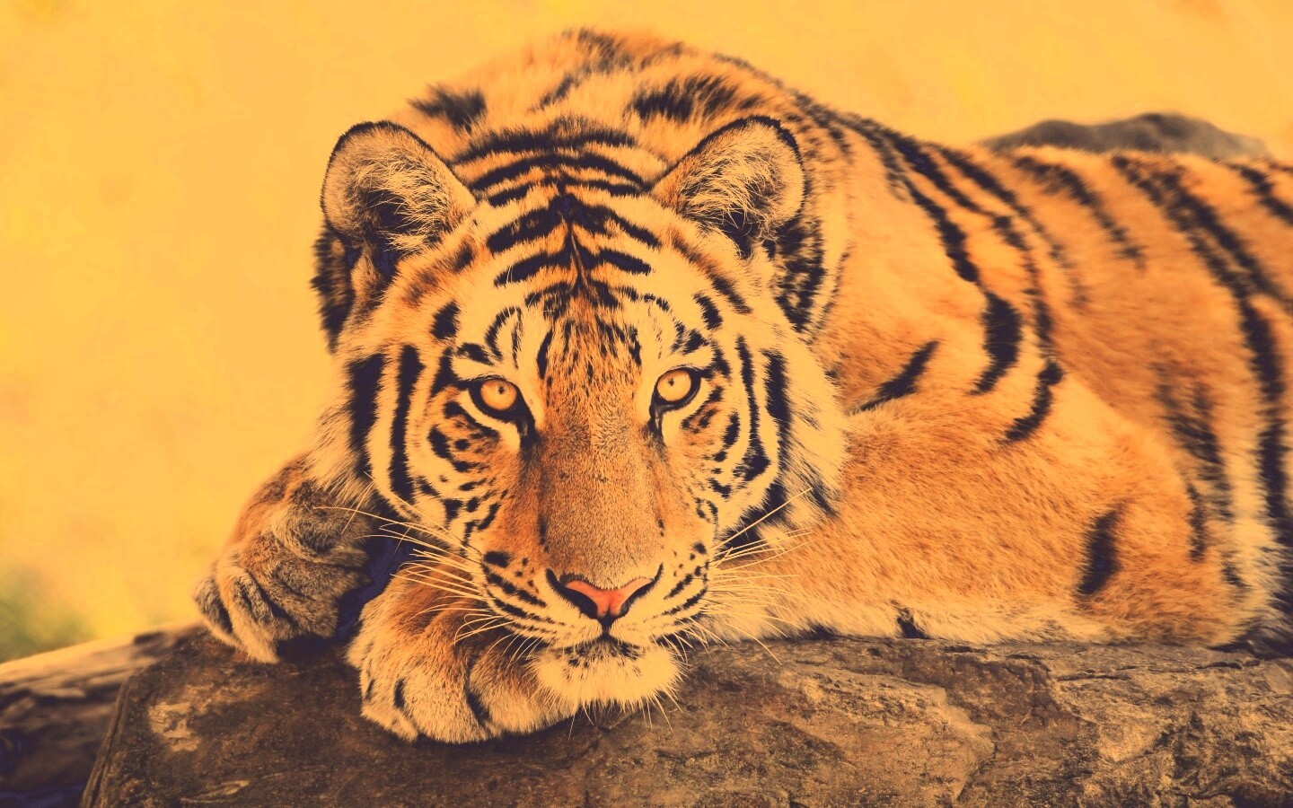 Большая полосатая кошка обои