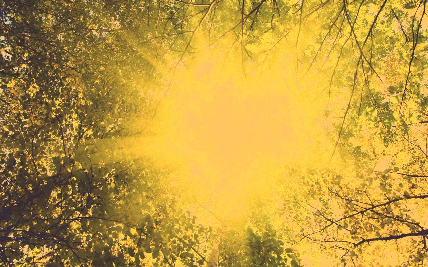 Яркий зеленоватый свет пробивающийся сквозь листву обои