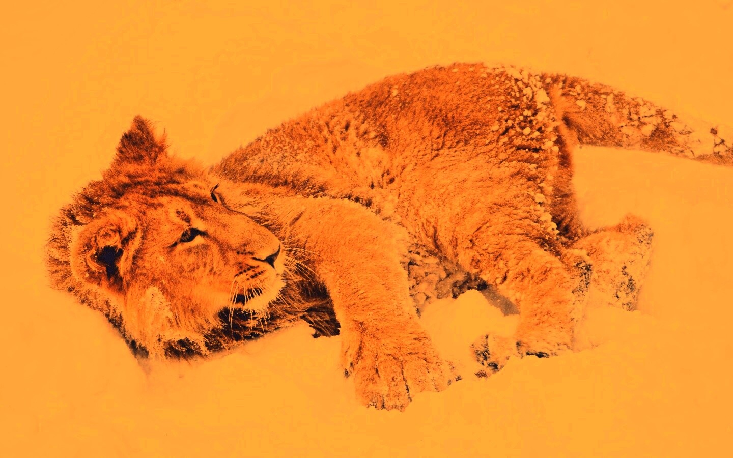 Львёнок в снегу обои