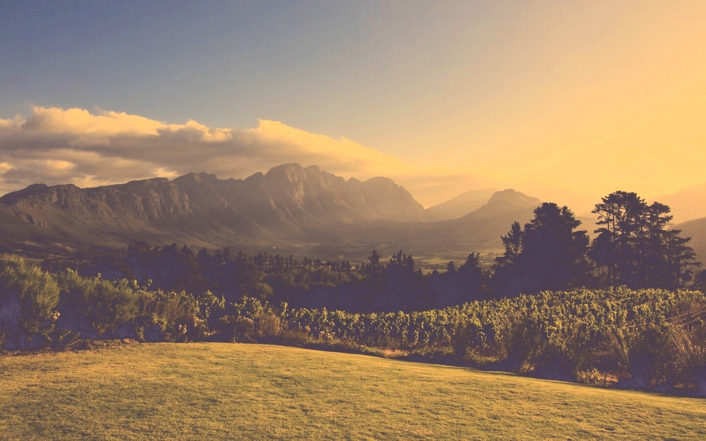 Виноградники в Африке обои