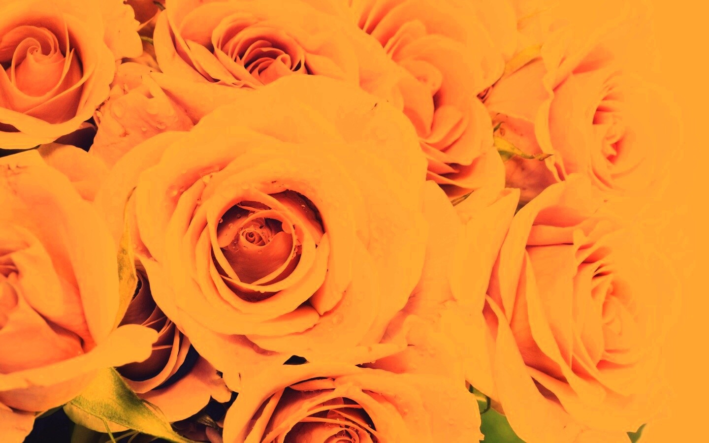 Букет розовых роз обои