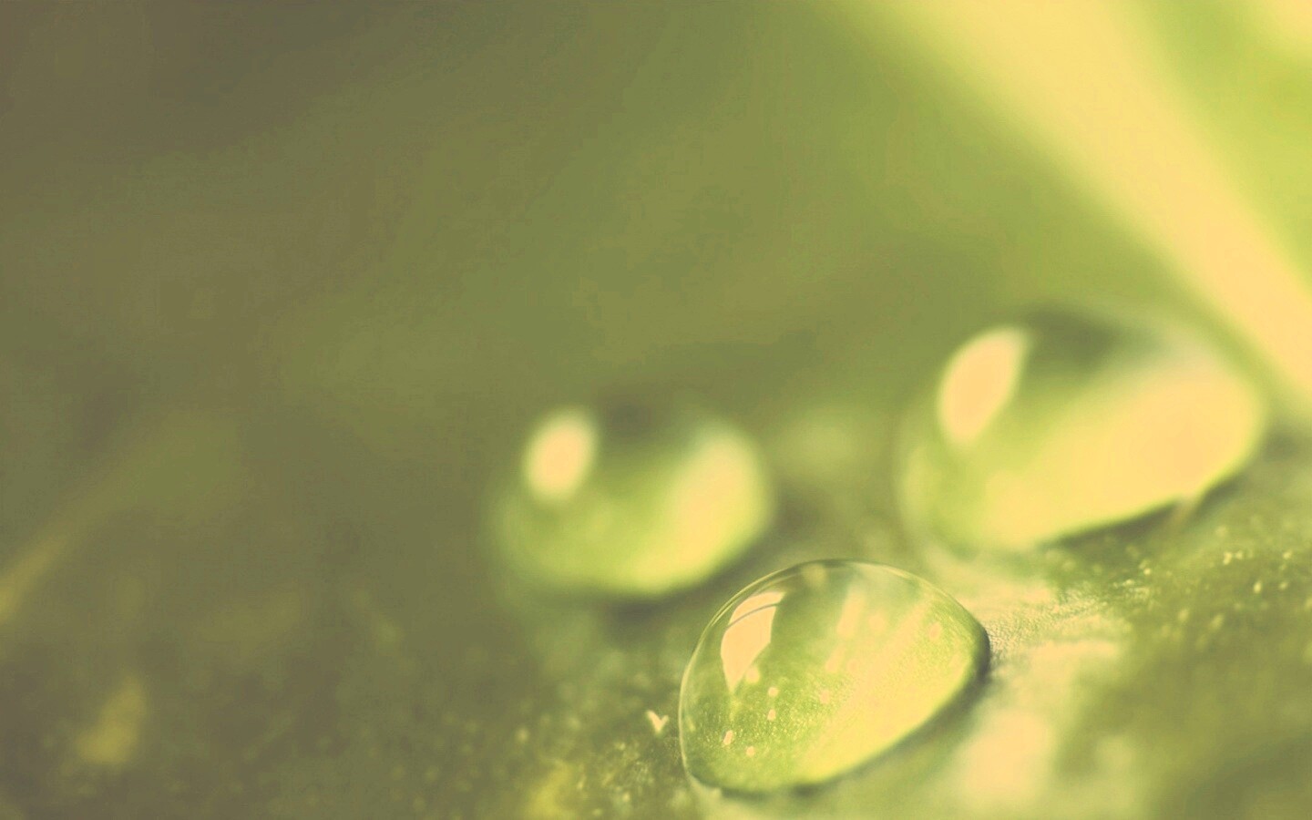 Зеленые капли росы обои