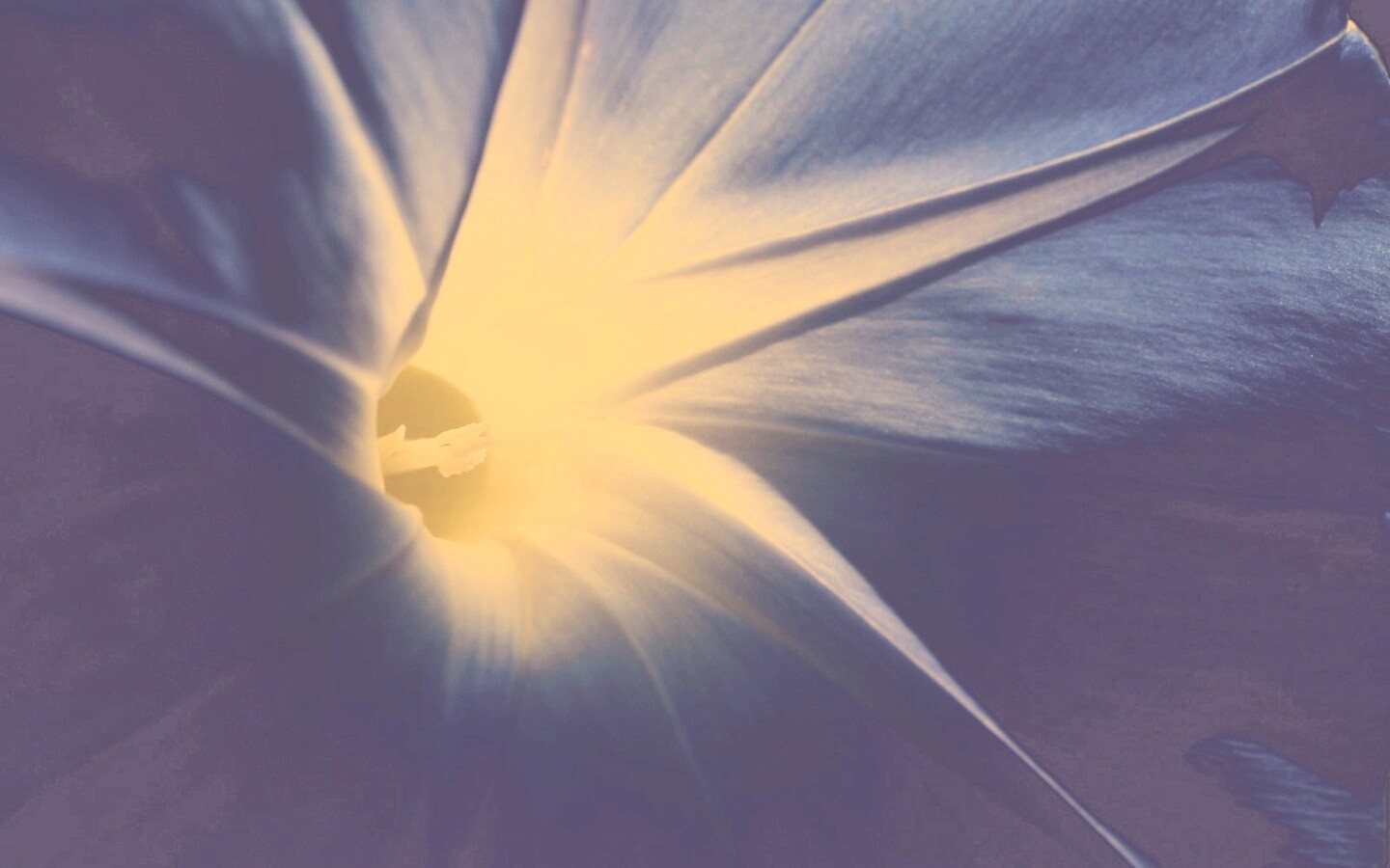 Нежный голубой цветок обои