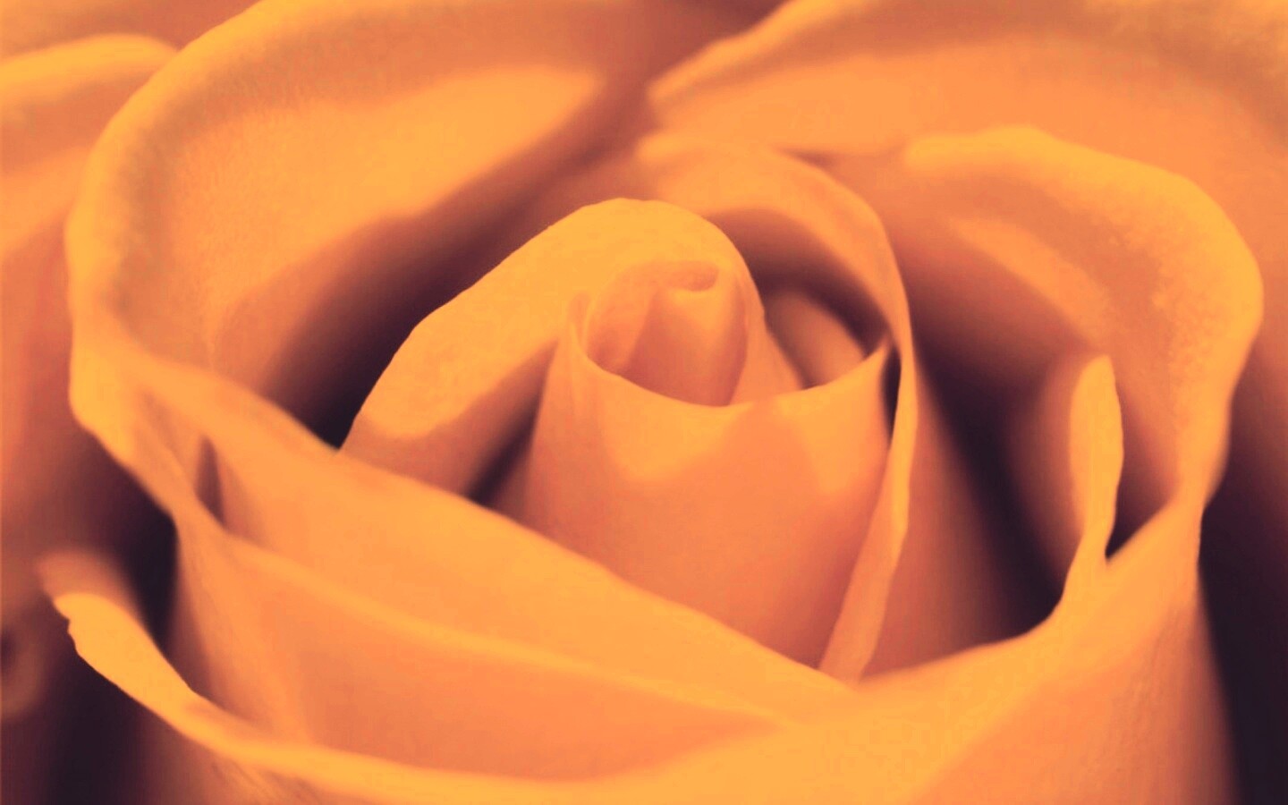 Фиолетовая роза макро обои