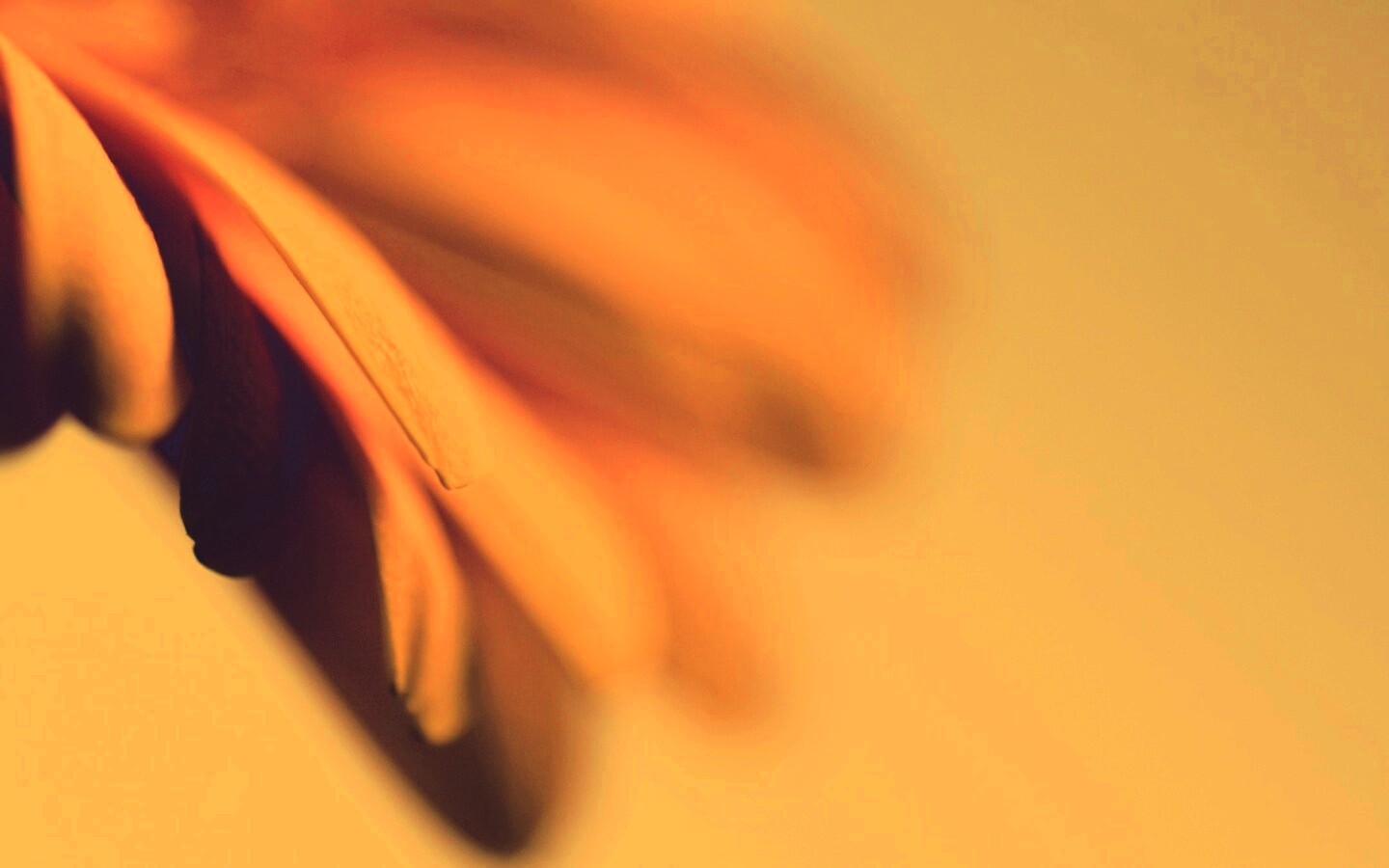 Лепестки цветка в макро обои