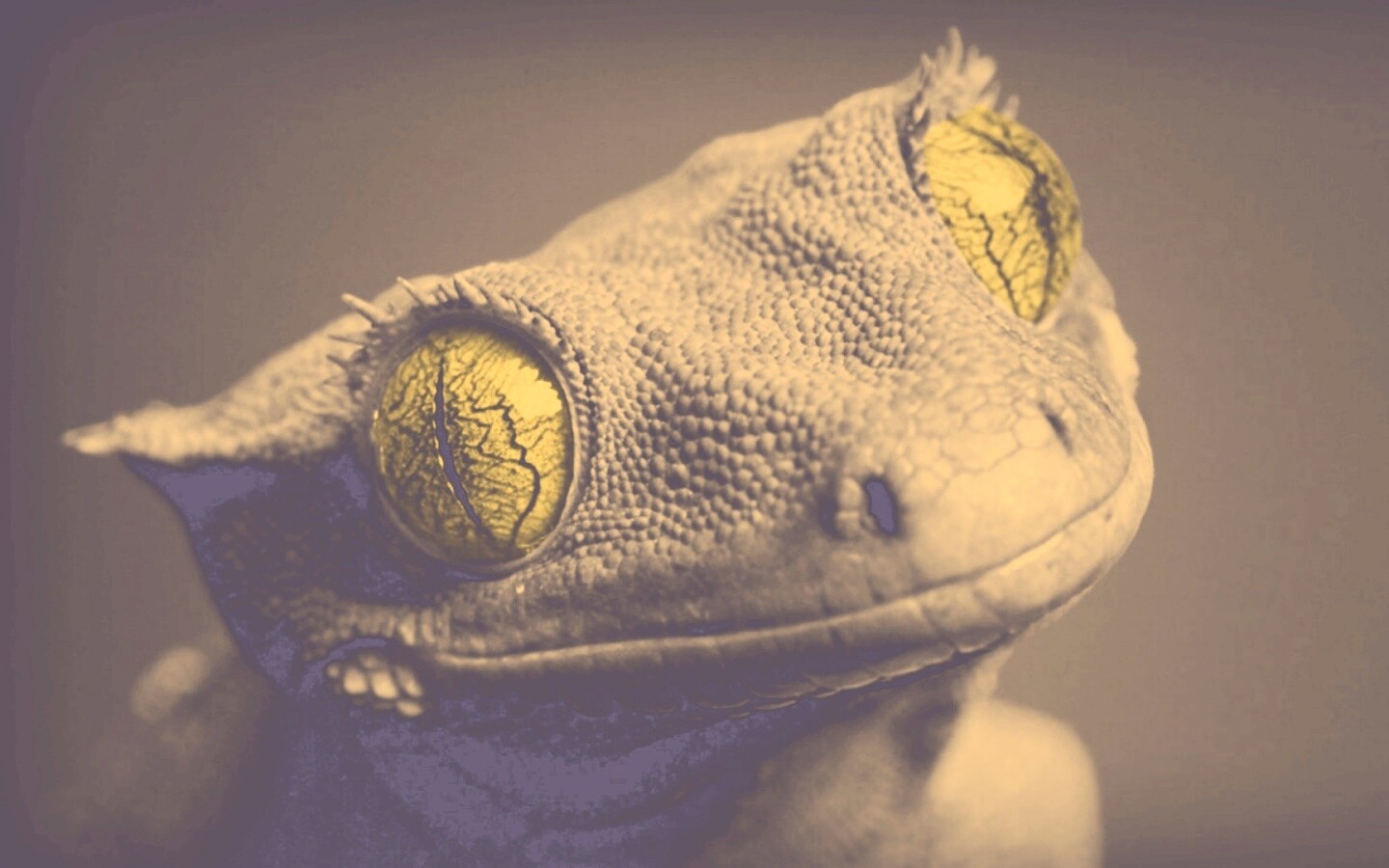 Ящерка обои