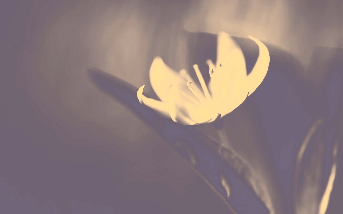 Белый цветок обои