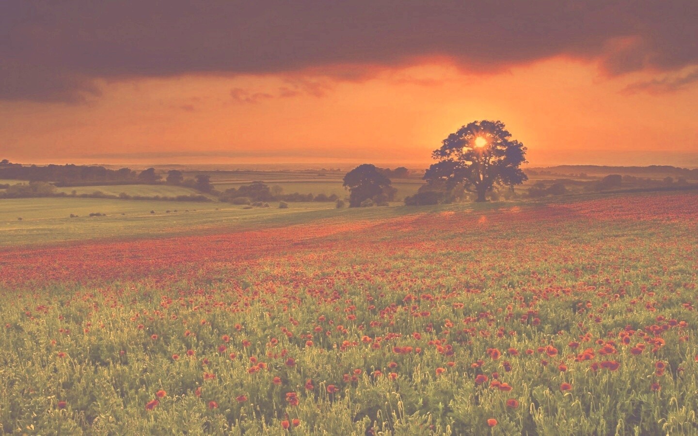 Закат на поле красных цветов обои