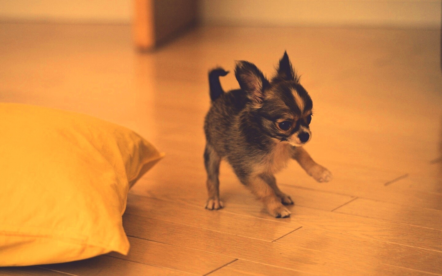 Щёнок той терьера обои