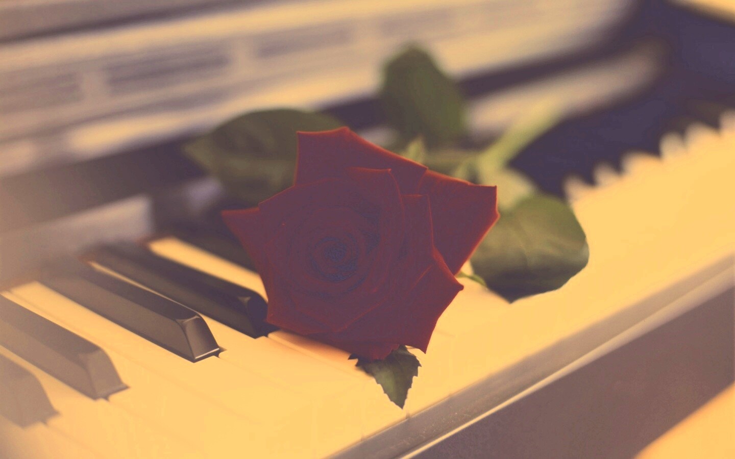 Роза на клавишах пианино обои